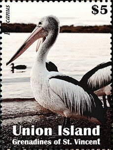 Pelecanus