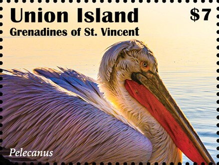 Pelecanus