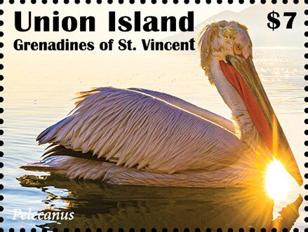 Pelecanus