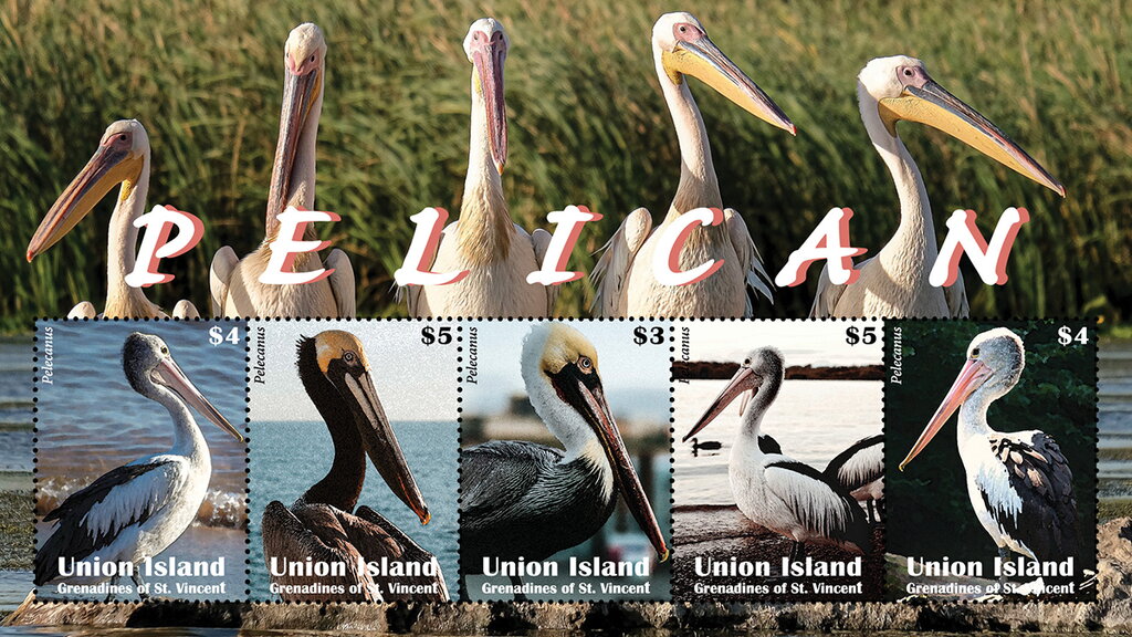 Pelican