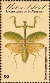 Seagmatoptera septentrionalis
