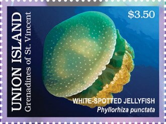 White-spotted Jellyfish (Phyllorhiza punctata)