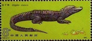 Stamp, Chinese Alligator (Alligator sinensis), China, People's Republic,  , Animals (Fauna)