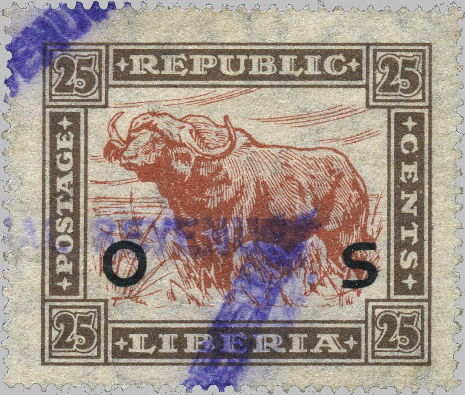 African Buffalo (Syncerus caffer)