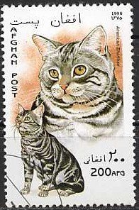 American Shorthair (Felis silvestris catus)