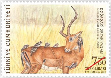 Impala and Birds