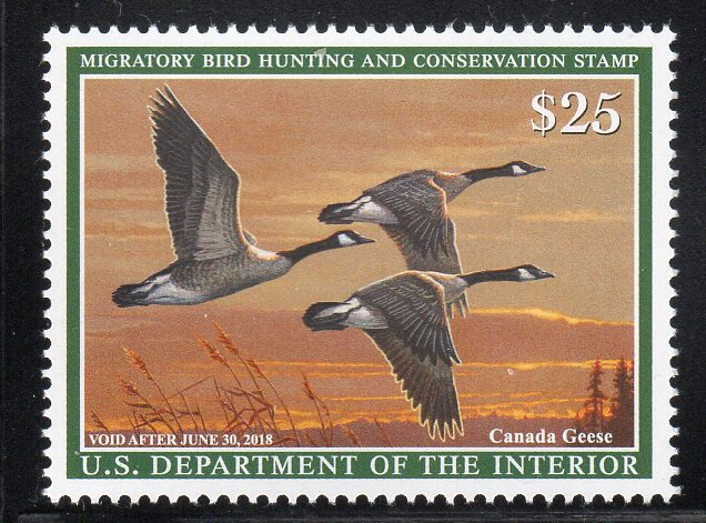 Canada Geese