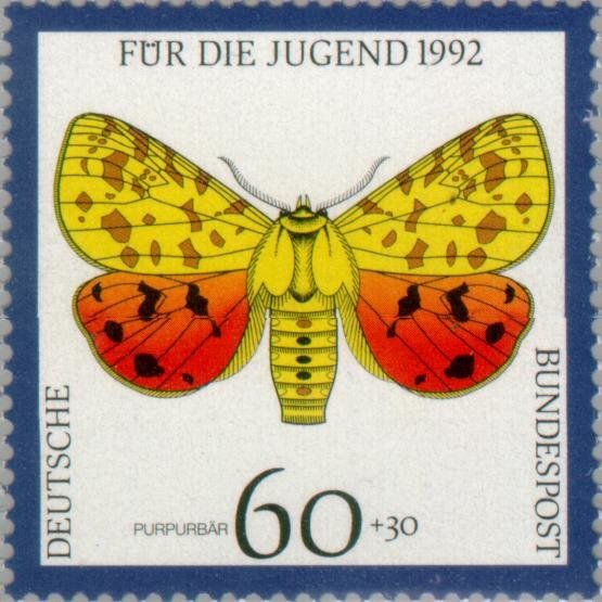 Purple Tiger (Rhyparia purpurata)