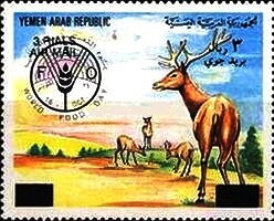Deer
