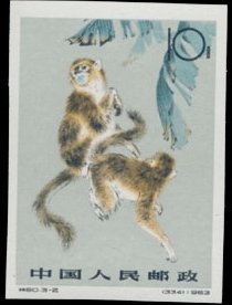 Golden Snub-nosed Monkey (Rhinopithecus roxellana)