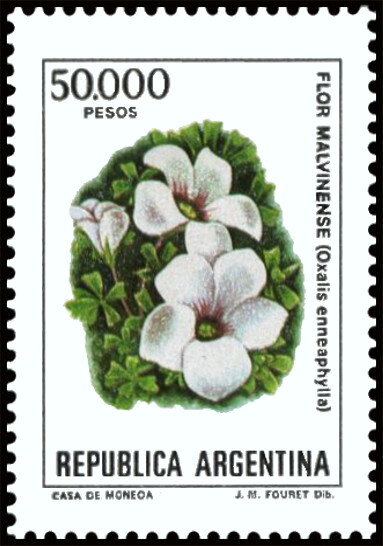 Flor Malvinense (Oxalis enneaphylla)