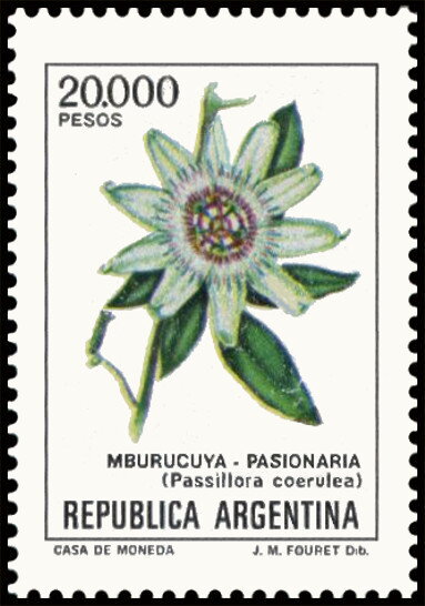 Mburucuyà (Passiflora coerulea)