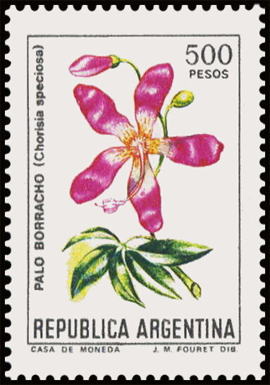 Palo Borracho (Chorisia speciosa)