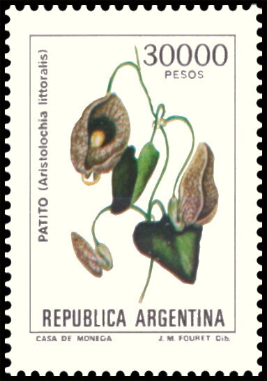 Patito (Aristolochia littoralis)