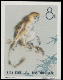 Golden Snub-nosed Monkey (Rhinopithecus roxellana)