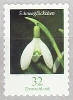 Snowdrop