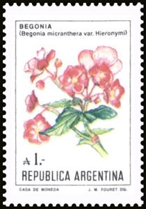 Stamp, Begonia (Begonia micranthera), Argentina,  , Flowers, Plants (Flora)
