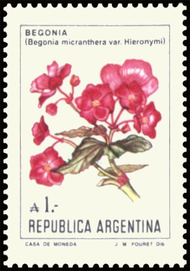 Begonia (Begonia micranthera)
