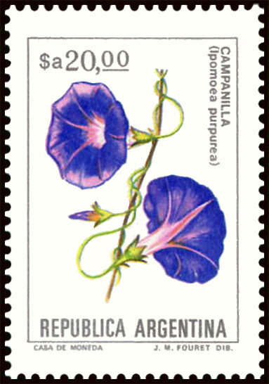 Campanilla (Ipomoea purpurea)