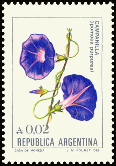 Campanilla (Ipomoea purpurea)