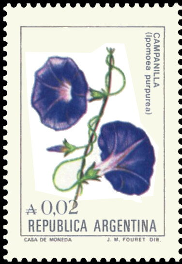 Campanilla (Ipomoea purpurea)
