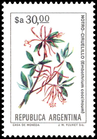 Ciruelillo (Embothrium coccineum)