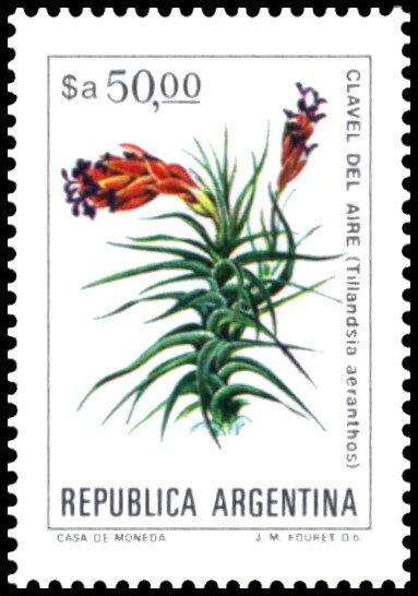 Ciruelillo (Embothrium coccineum)