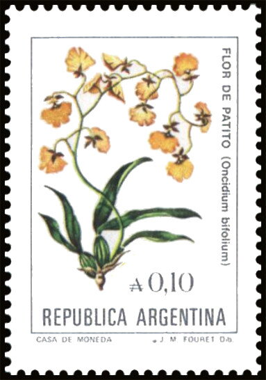 Flor de Patito (Oncidium bifolium)