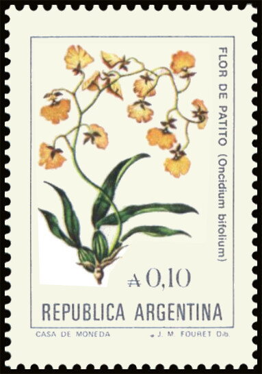 Flor de Patito (Oncidium bifolium)
