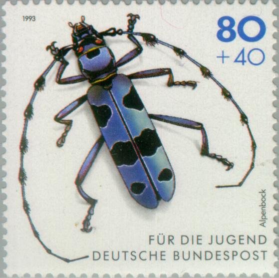 Rosalia Longicorn (Rosalia alpina)