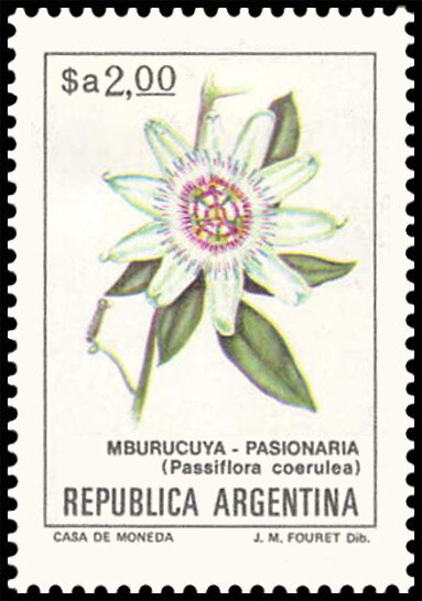 Mburucuyá (Passiflora coerulea)