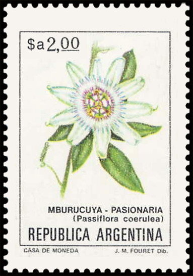 Mburucuyá (Passiflora coerulea)