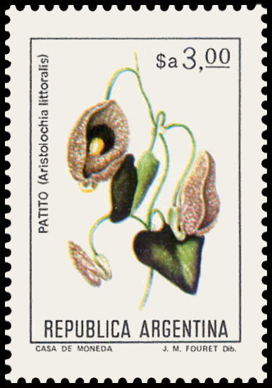 Mburucuyá (Passiflora coerulea)