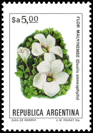 Mburucuyá (Passiflora coerulea)