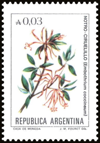 Notro Ciruelillo (Embothrium coccineum)