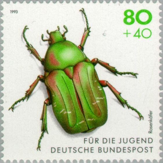 Green Rose Chafer (Cetonia aurata)