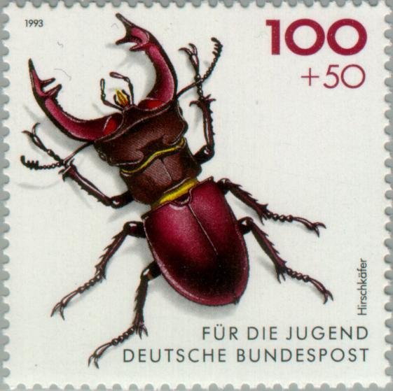 Stag Beetle (Lucanus cervus)