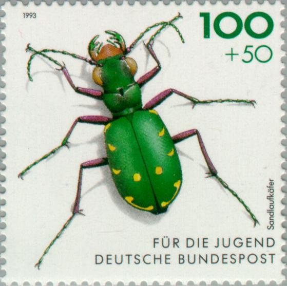 Green Tiger Beetle (Cicindela campestris)