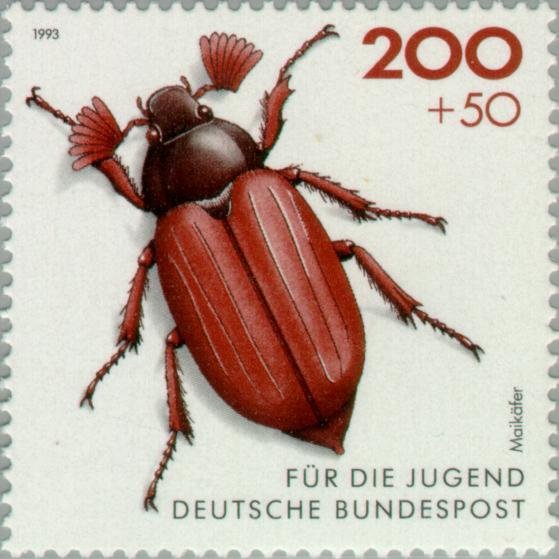 Common Cockchafer (Melolontha melolontha) 