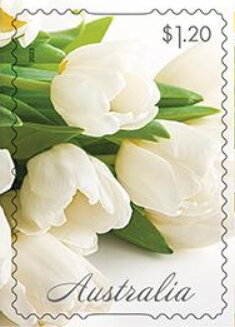 White Tulips
