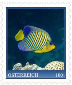 Royal Angelfish (Pygoplites diacanthus)