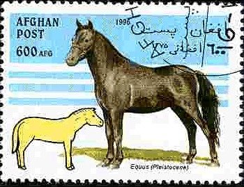Horse (Equus ferus caballus), Equus (Pleistocene)