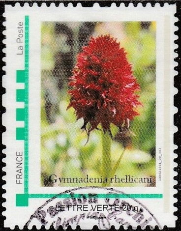 Gymnadenia rhellicani