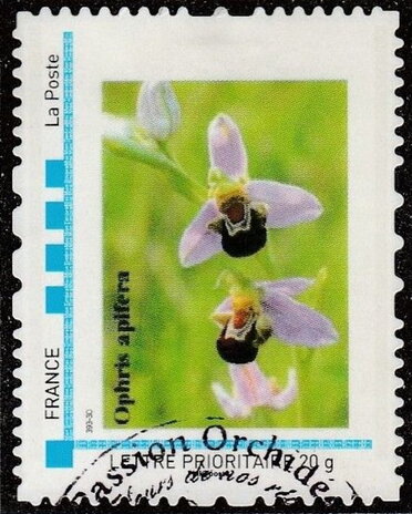 Ophris apifera