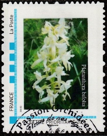 Platantliera bifolia