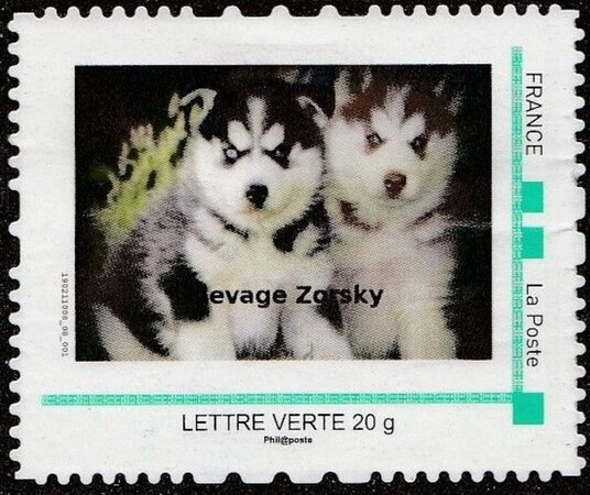 Siberian Husky Puppies Elevage Zorsky