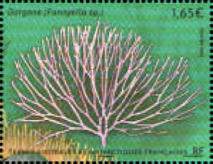 The Seabed of the FSAT