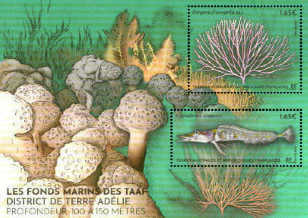The Seabed of the FSAT