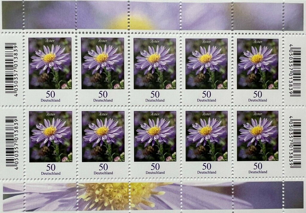 Autumn Aster