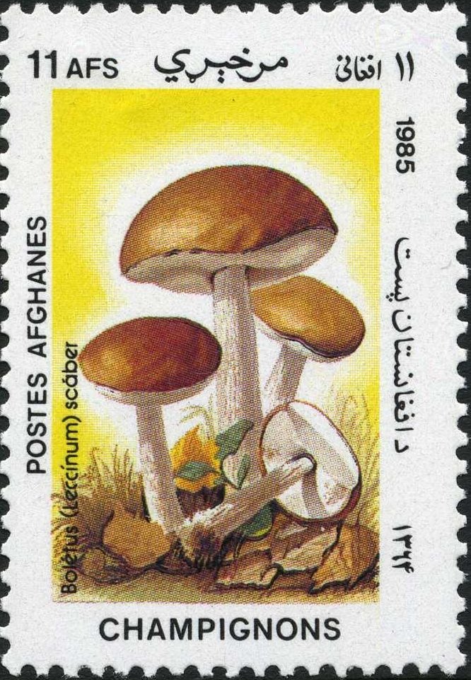 Birchmushrooms